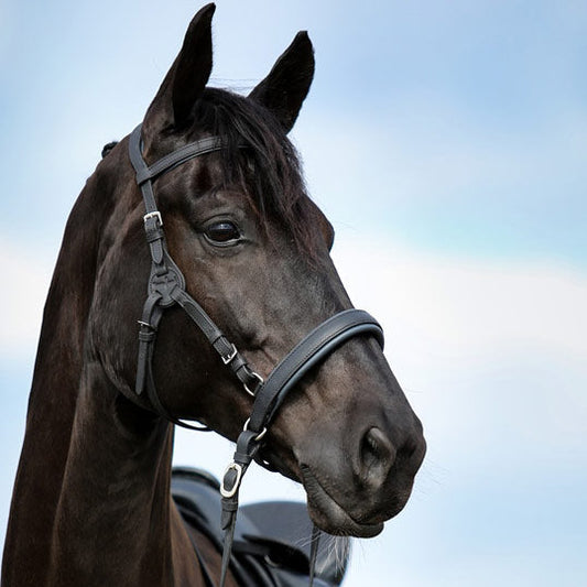 Zaumzeug Contour Physio von Barefoot! Anatomisch geformt und Anti-Rutsch - Pferdefluesterei-Shop