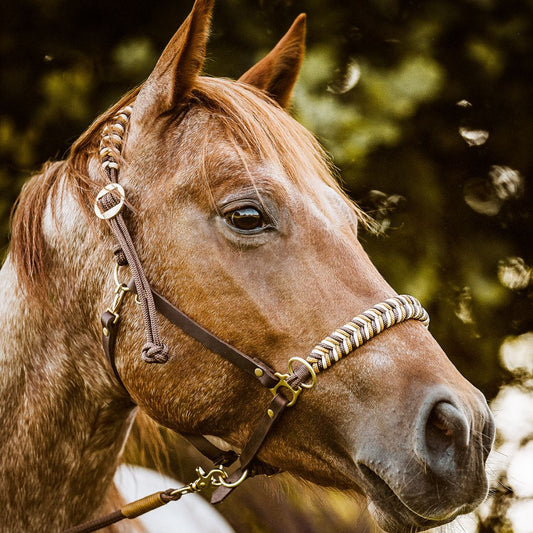 Halfter und Zaum in einem! Reithalfter aus Fettleder mit Flechtelementen