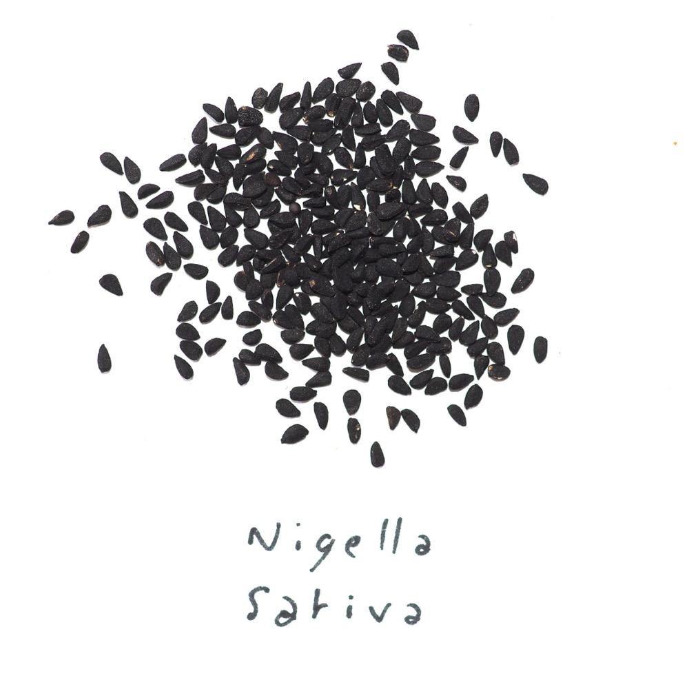 100% Ägyptisches Schwarzkümmelöl! Das echte "Nigella Sativa" - Pferdefluesterei-Shop