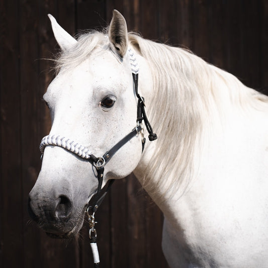 Halfter und Zaum in einem! Reithalfter aus Fettleder mit Flechtelementen